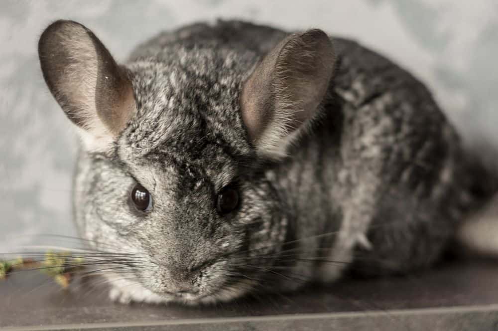 stressed gray chinchilla on table