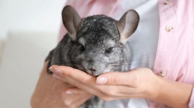 Chinchilla Behavior And Temperament (Surprises And What To Expect)