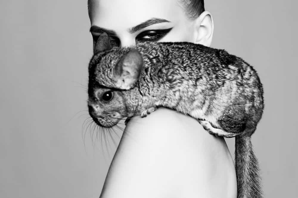 social interaction keeps chinchillas from being lonely