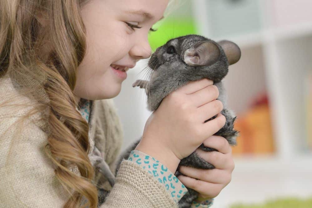 girl being affectionate with chinchilla