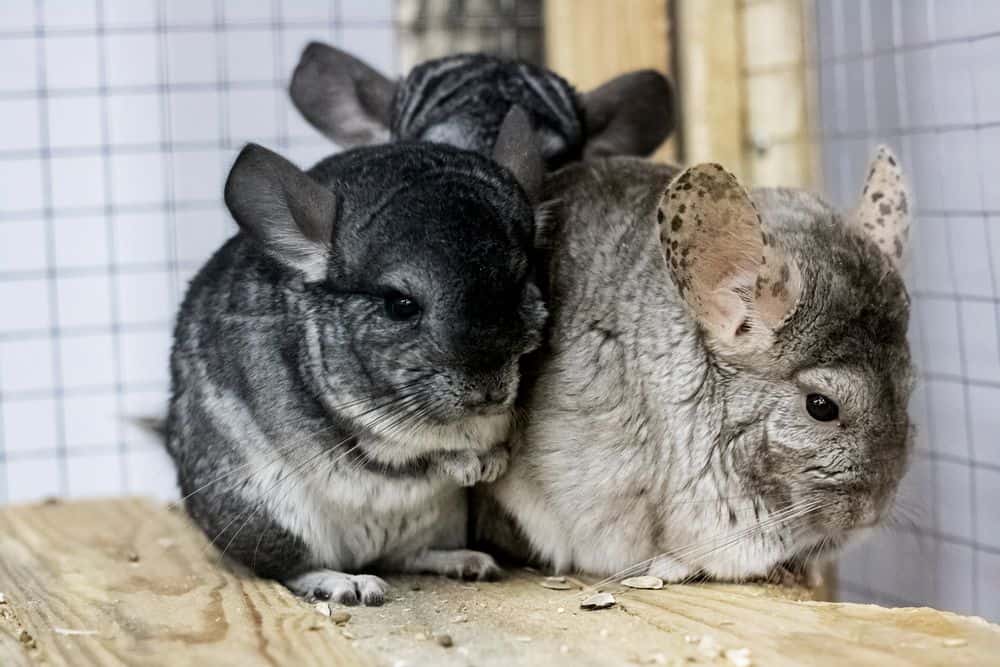 three chinchillas crowded in cage