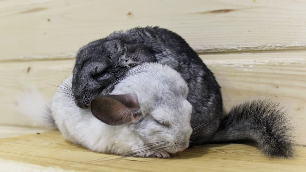 two chinchillas living together