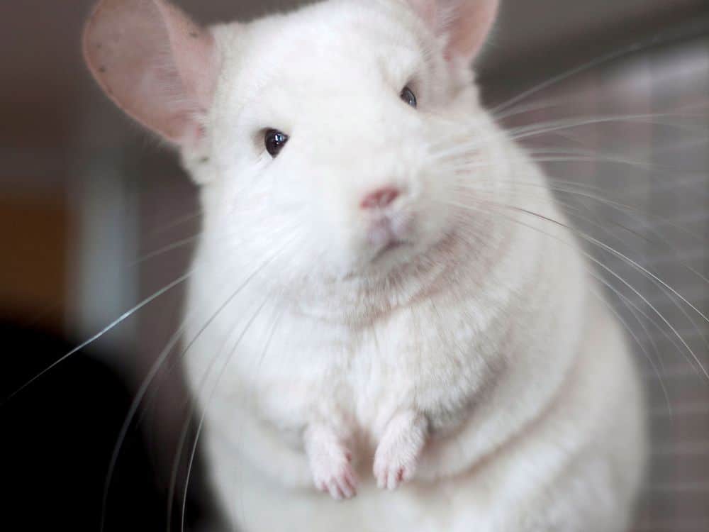 white chinchilla with great personality