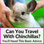 Can You Travel With Chinchillas