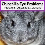 Chinchilla Eye Problems