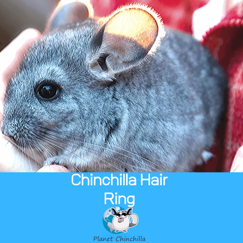 Chinchilla Hair Ring