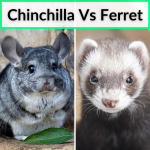 Chinchilla Vs Ferret