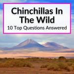 Chinchillas In The Wild