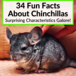 Fun Facts About Chinchillas