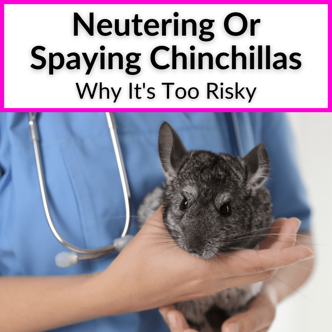 Neutering Chinchillas