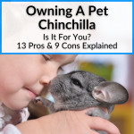 Owning A Pet Chinchilla