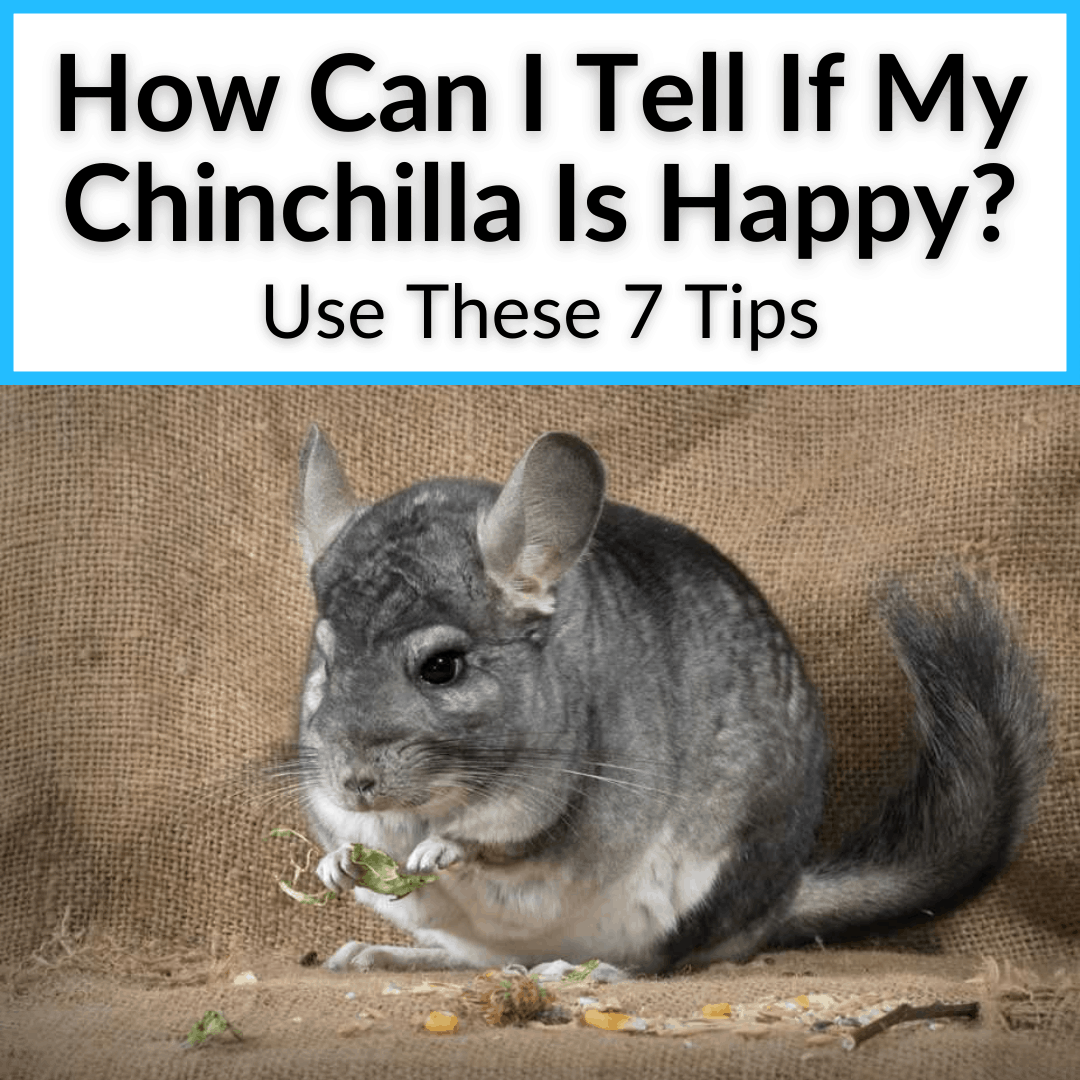 How Can I Tell If My Chinchilla Is Happy