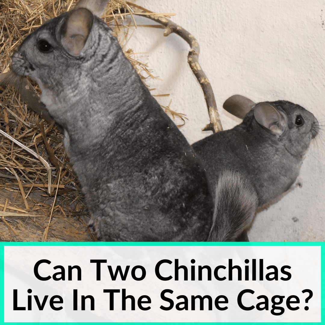 Can Two Chinchillas Live In The Same Cage