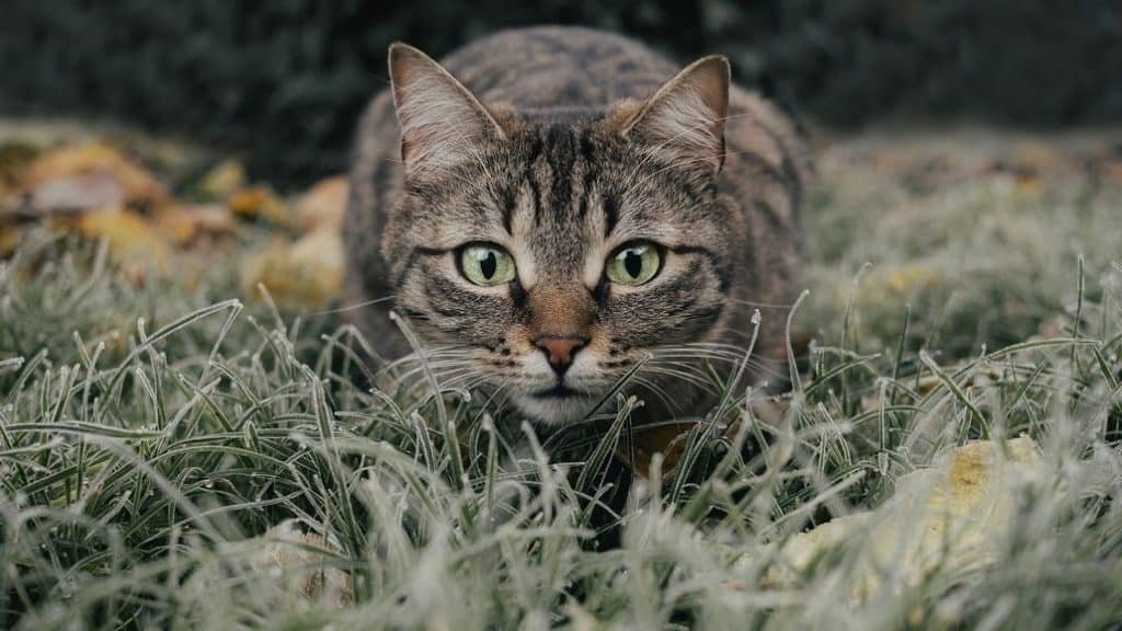 Do Chinchillas Get Scared Easily? (And How To Fix It)