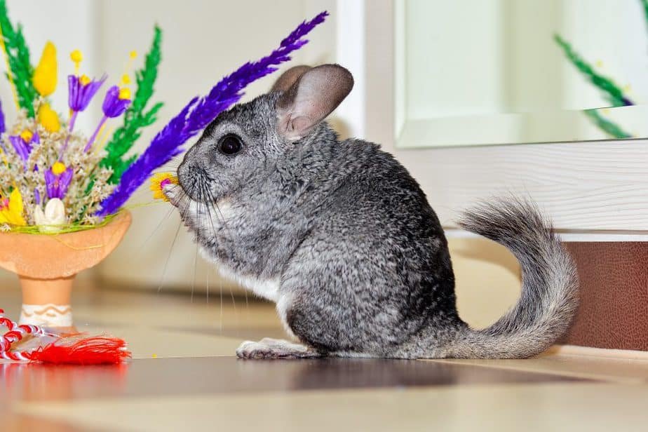 Does PetSmart Sell Chinchillas Yes But Avoid If Possible 