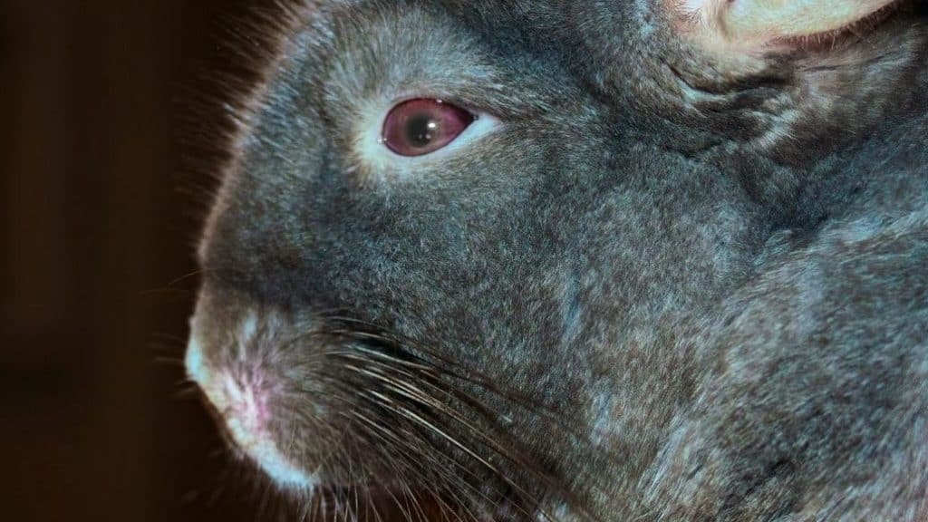 Chinchilla Eye Problems (Infections, Diseases & Solutions)