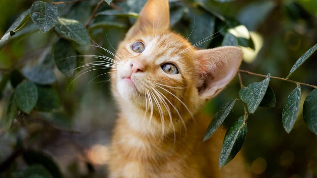 orange cat looking at a chinchilla