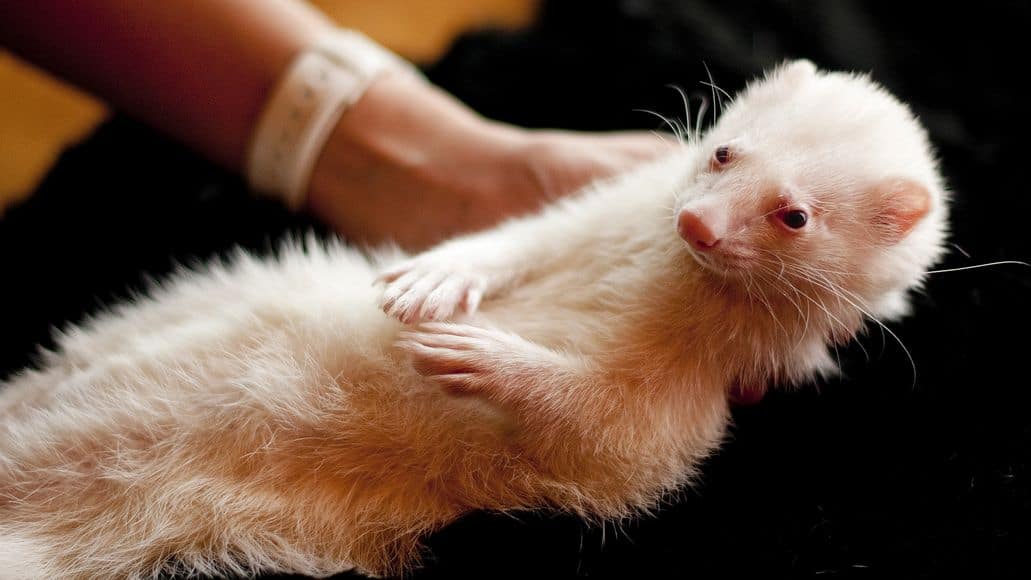 ferret being held in hands