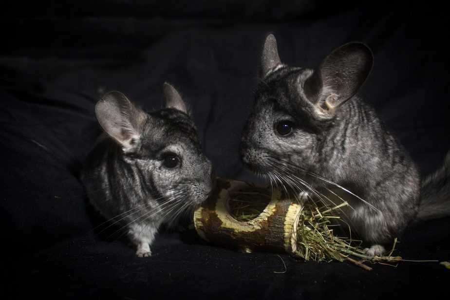 two chinchillas making noise in the dark