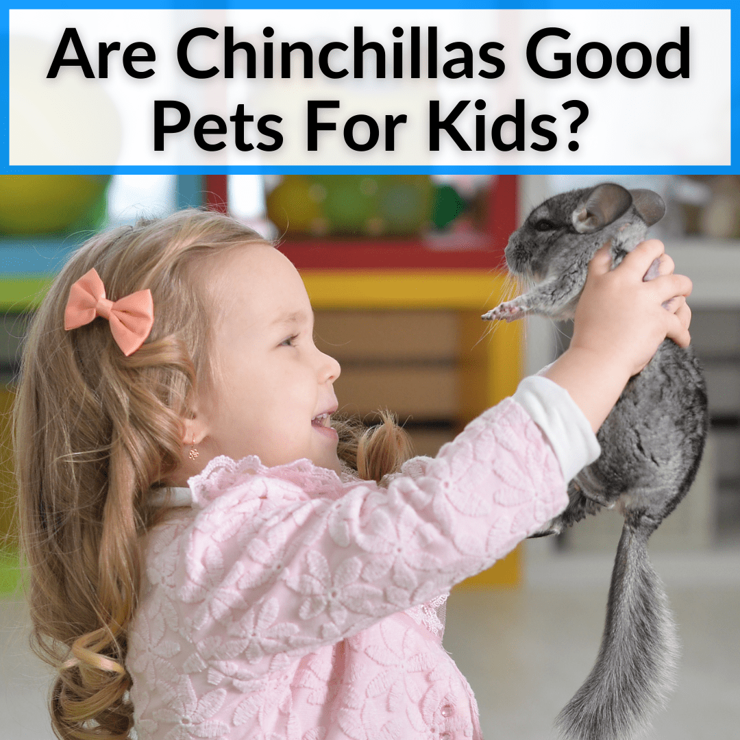 Are Chinchillas Good Pets For Kids?