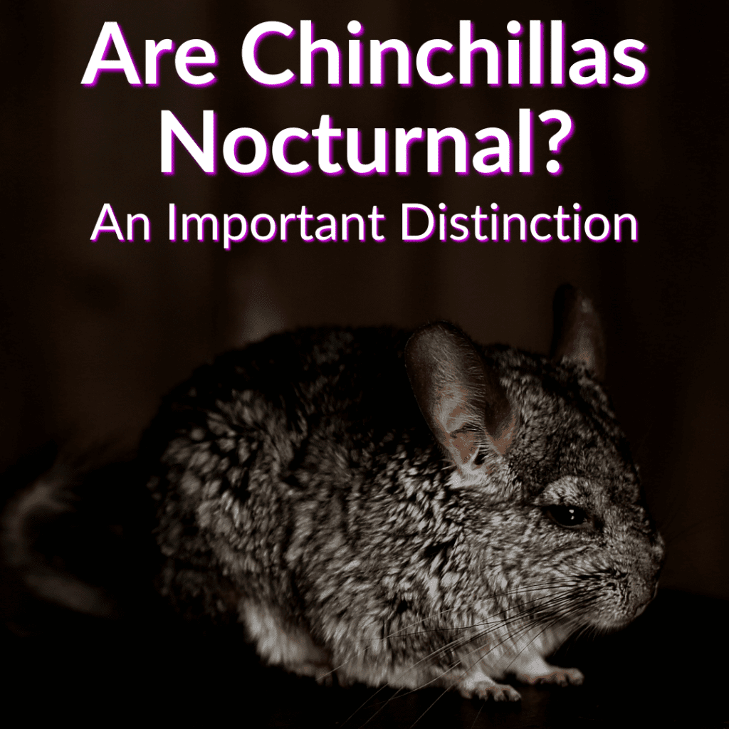 Are Chinchillas Nocturnal? (An Important Distinction)