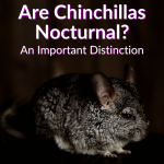 Are Chinchillas Nocturnal