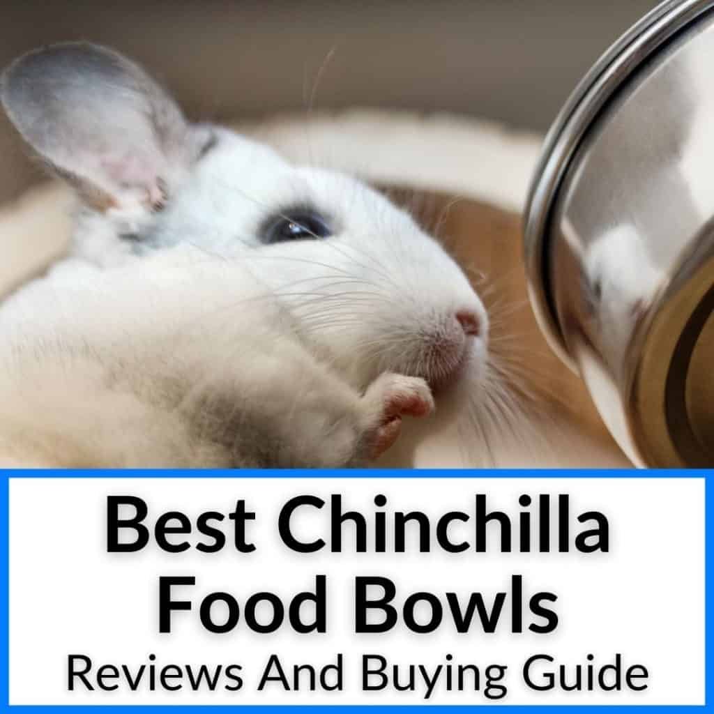 Best Chinchilla Food Bowls (Reviews And Buying Guide)