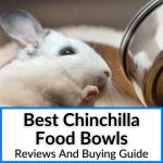 Best Chinchilla Food Bowls