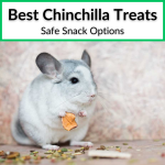 Best Chinchilla Treats
