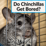 Do Chinchillas Get Bored