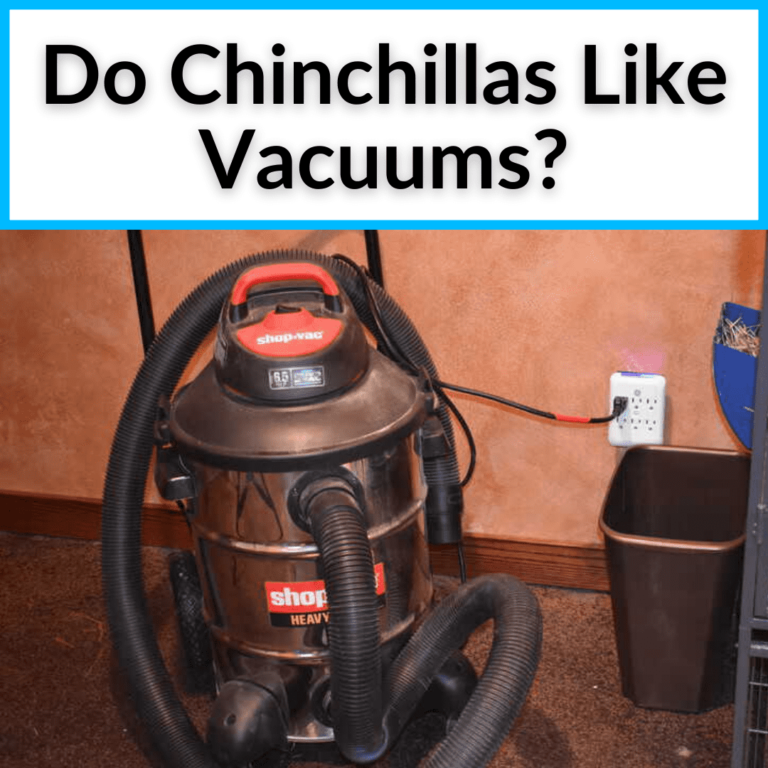 Do Chinchillas Like Vacuums