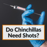 Do Chinchillas Need Shots