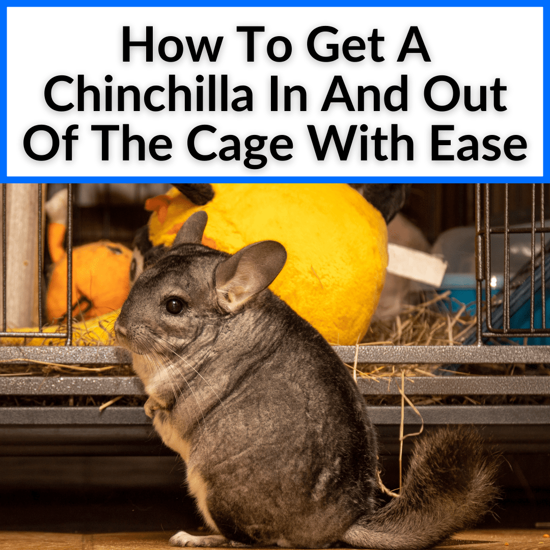 How To Get A Chinchilla In And Out Of The Cage