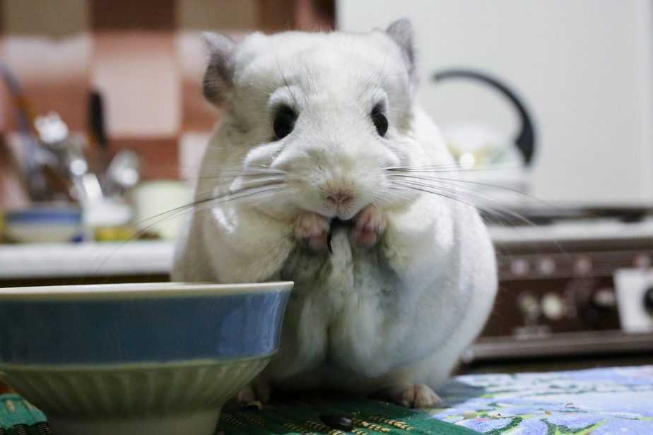 a chinchilla with hair ring