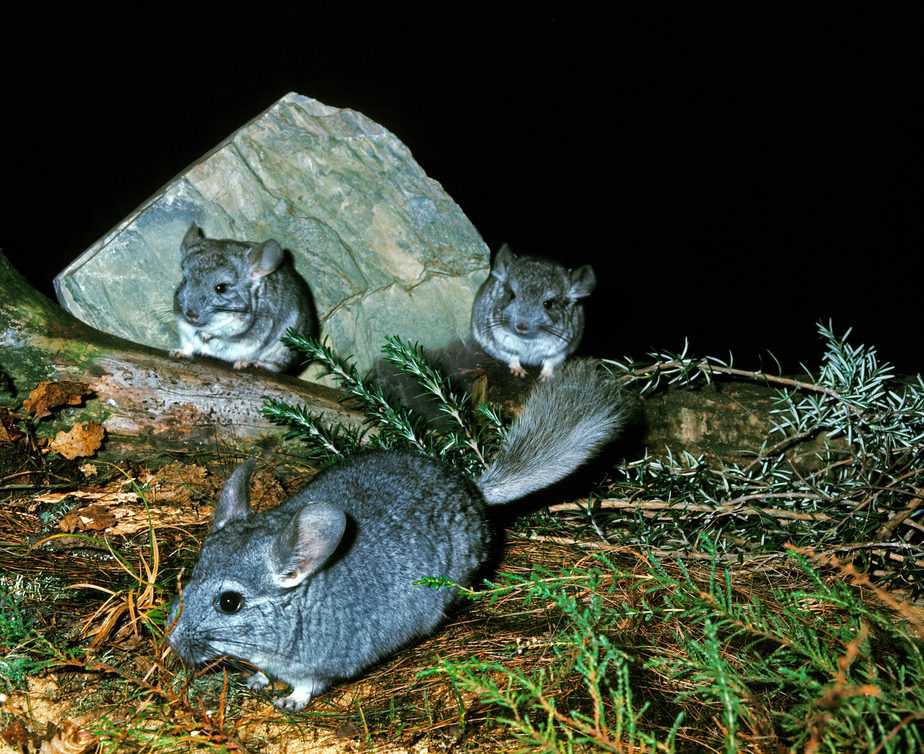 long tailed chinchillas in nature