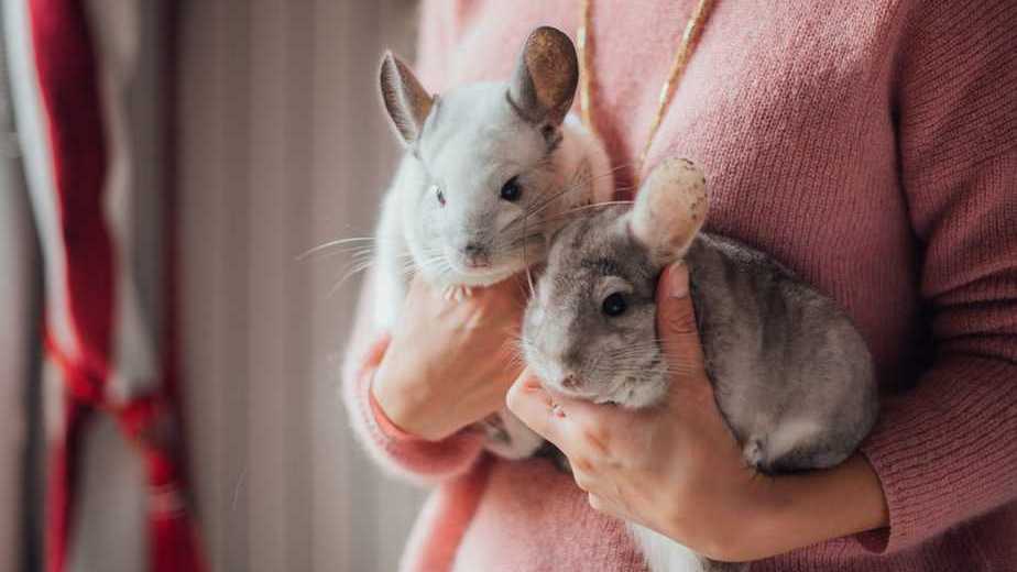 two chinchillas not fighting