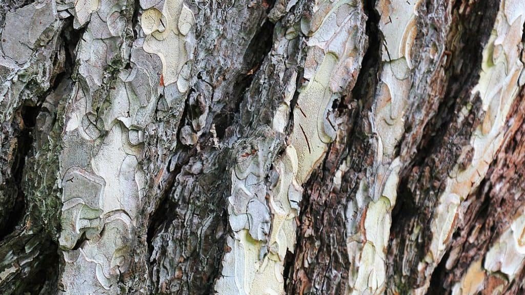 Which Woods Are Toxic For Chinchillas (+Safe Woods To Use)