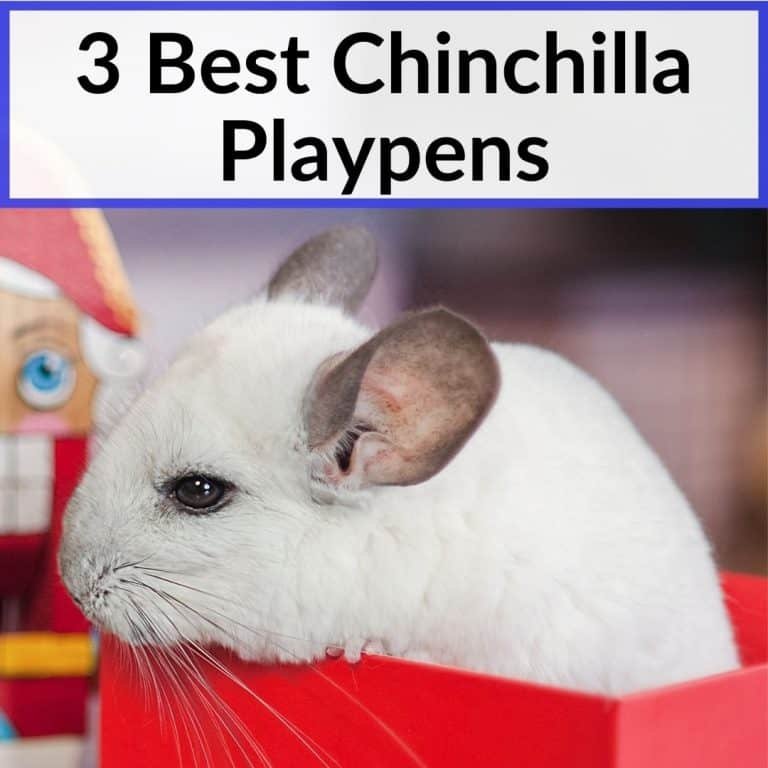 3 Best Chinchilla Playpens (Safe, Affordable & Exercise Friendly)