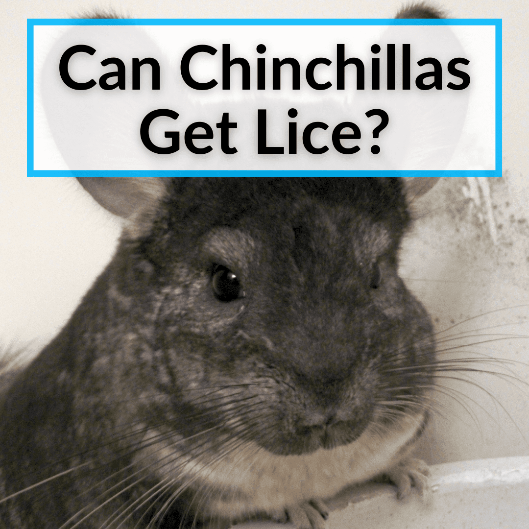 Can Chinchillas Get Lice