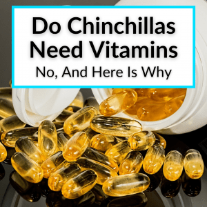 Do Chinchillas Need Vitamins