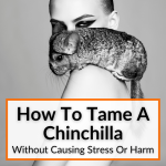 How To Tame A Chinchilla