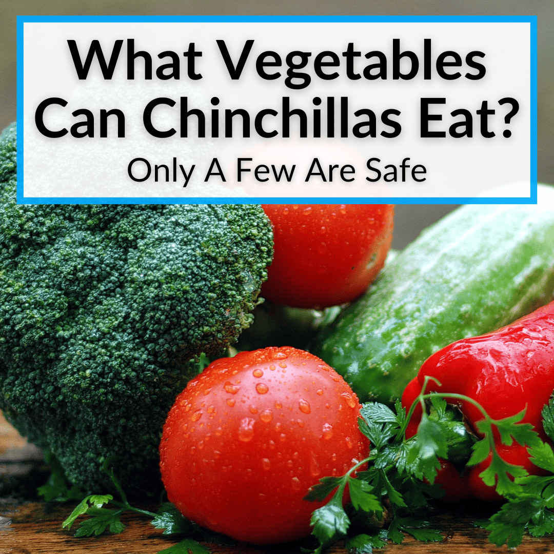 What Vegetables Can Chinchillas Eat