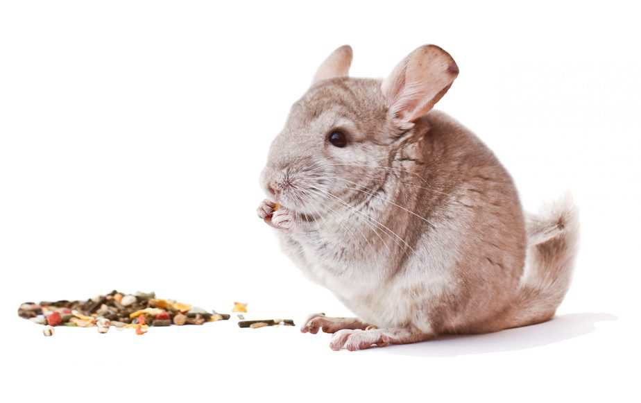 Can Chinchillas Eat Vegetables