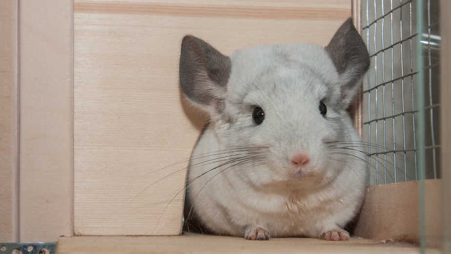 Are Chinchillas Related To Mice