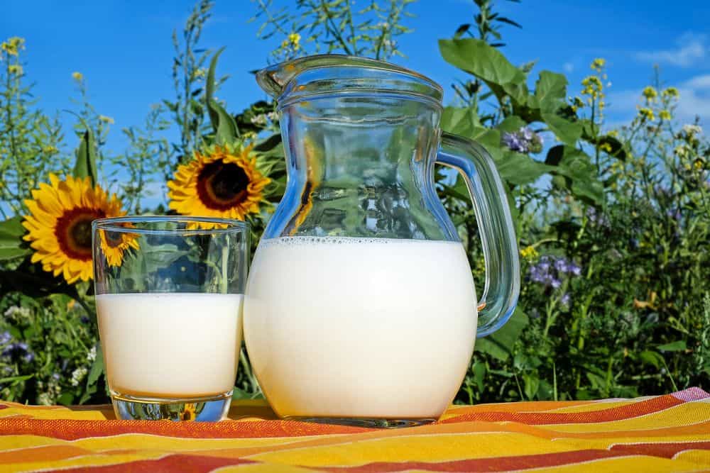 dairy product milk