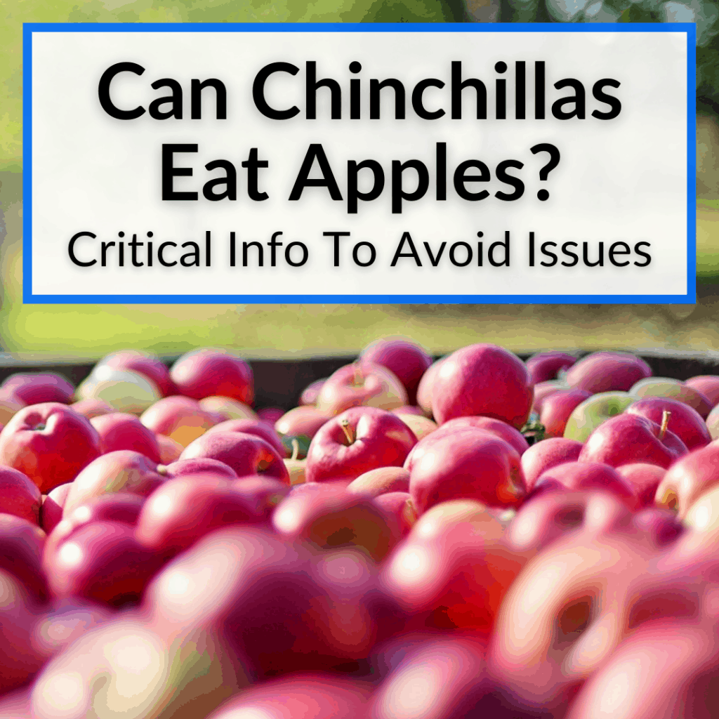 Can Chinchillas Eat Apples? (Critical Info To Avoid Issues)