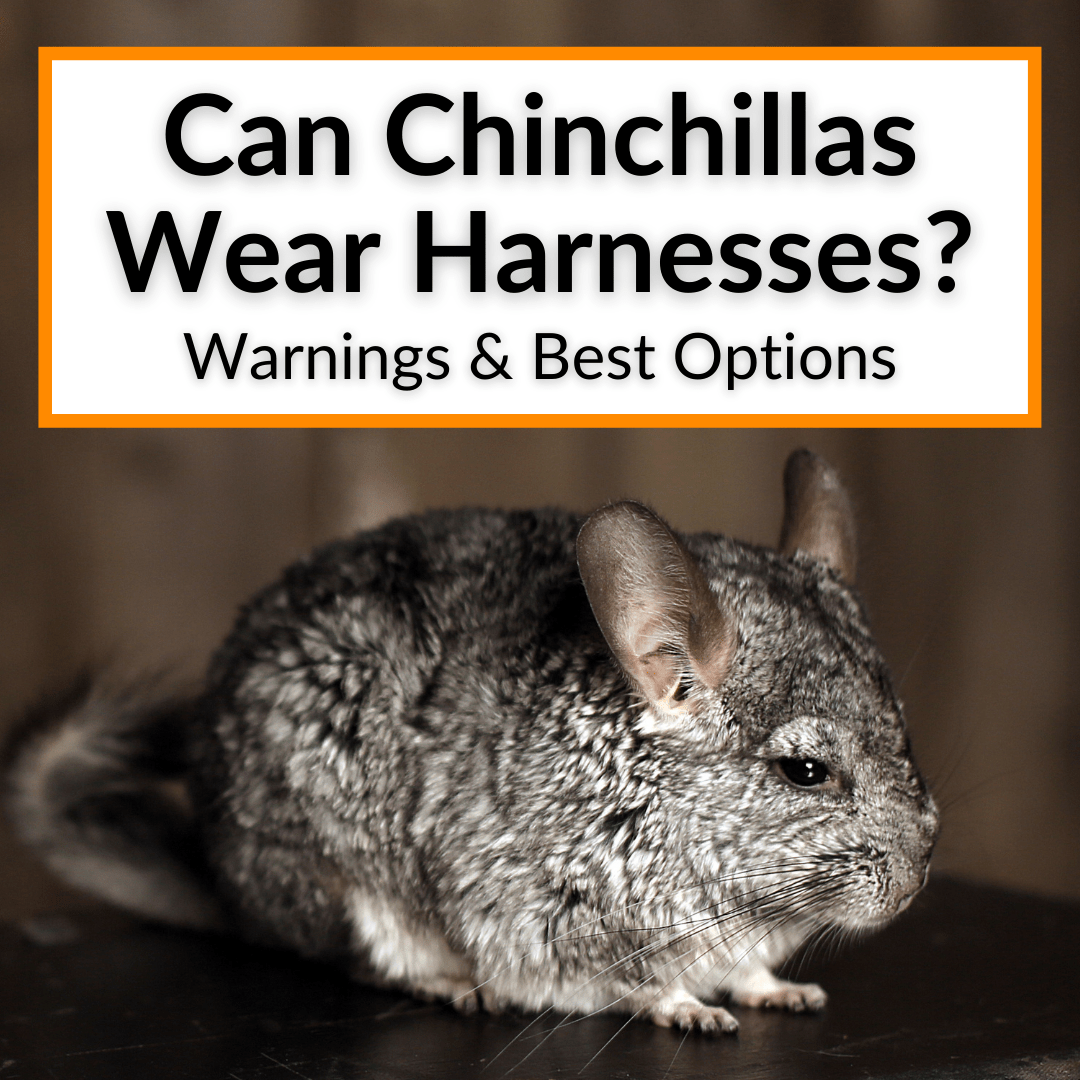 Can Chinchillas Wear Harnesses