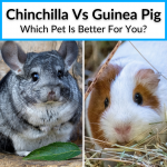 Chinchilla Vs Guinea Pig