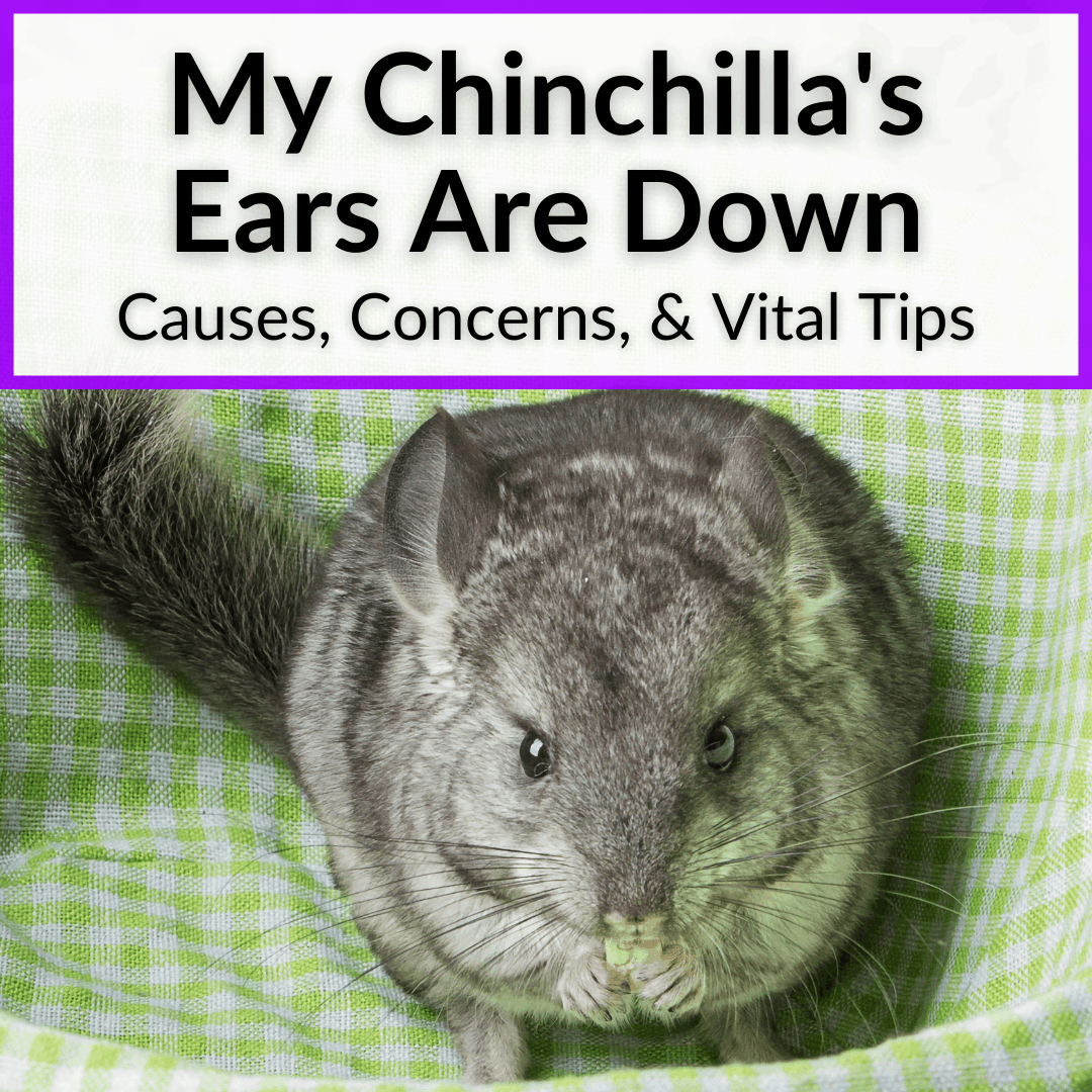 My Chinchillas Ears Are Down