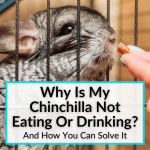 Why Is My Chinchilla Not Eating Or Drinking